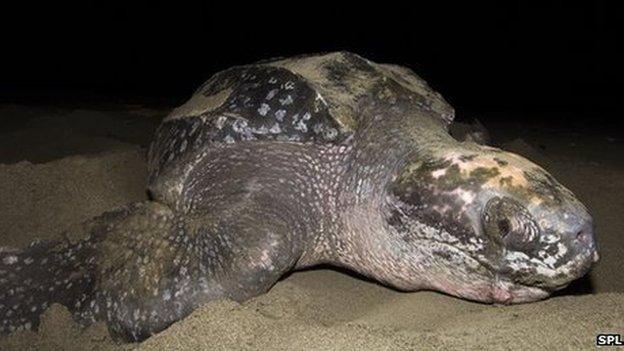 Leatherback turtle