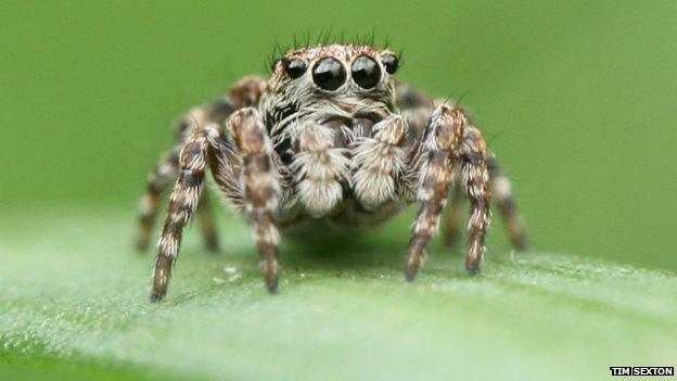 Jumping spider sitticus pubescens