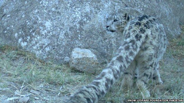 Snow leopard caught on camera