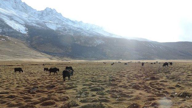 Yaks in a pasture at Shandur Pass