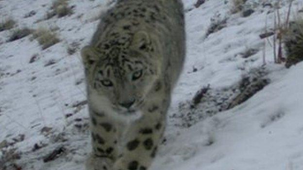 Snow leopard caught on camera