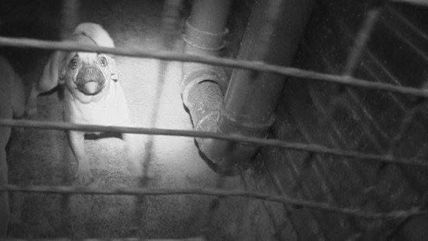 Dog looking through railings in Furnish Kennels in Northern Ireland