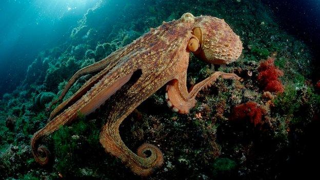 Octopus (c) Science Photo Library