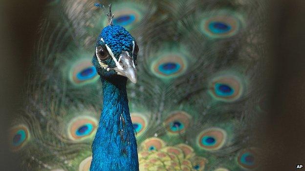 Peacock