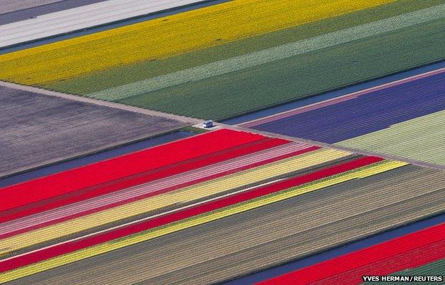 An aerial view of flower fields is seen near the Keukenhof park