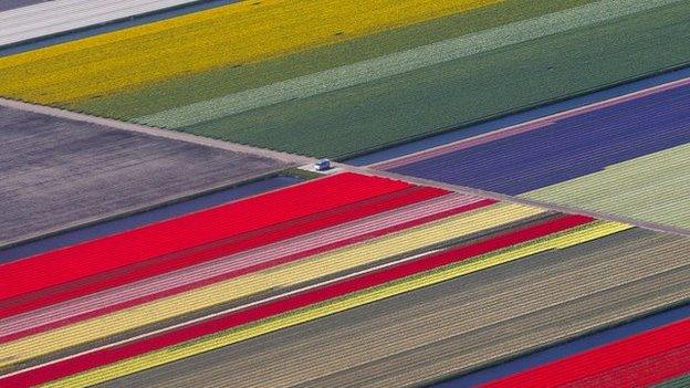 An aerial view of flower fields is seen near the Keukenhof park