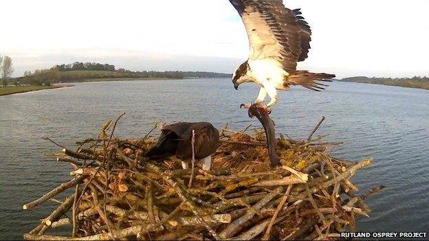 Ospreys in nest with a trout