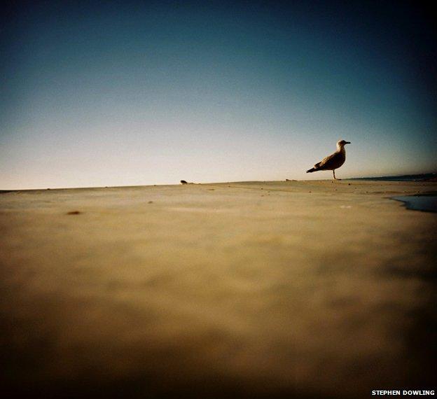 Photo of seagull on roof