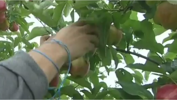 Fruit picker