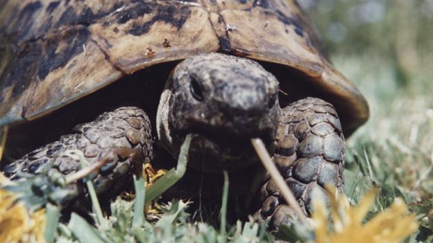 Toby the tortoise