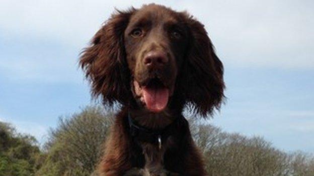 Seth the working cocker spaniel