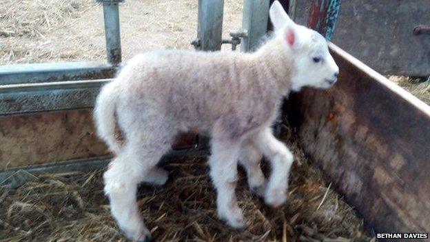 Jake the five-legged lamb