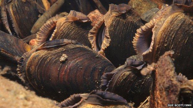 Freshwater pearl mussels