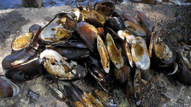 Illegally poached pearl mussels