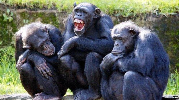 File picture of chimpanzees at a zoo in Sydney