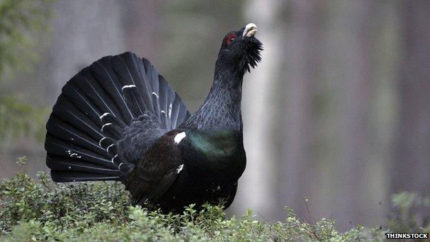 Capercaillie