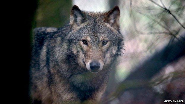 A young male grey wolf at The Wild Place Project in March 2014 in Bristol, England.