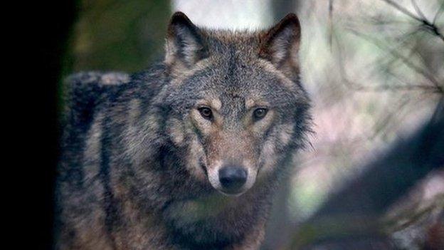 A young male grey wolf at The Wild Place Project in March 2014 in Bristol, England.