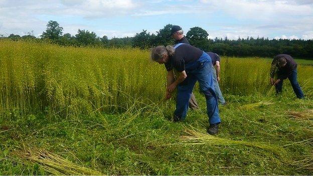 Flax in a field in Northern Ireland