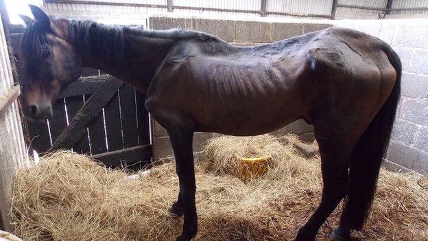 This horse in Haverfordwest was found in a poor condition