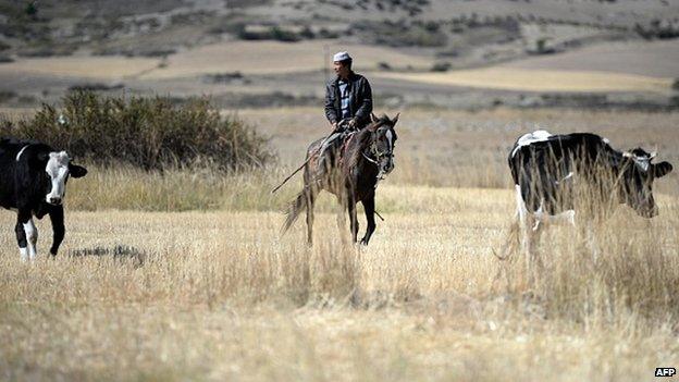 This picture taken on September 18, 2014 shows a herder tends to his cows on a grassland in the outskirts of Urumqi, farwest China's Xinjiang region