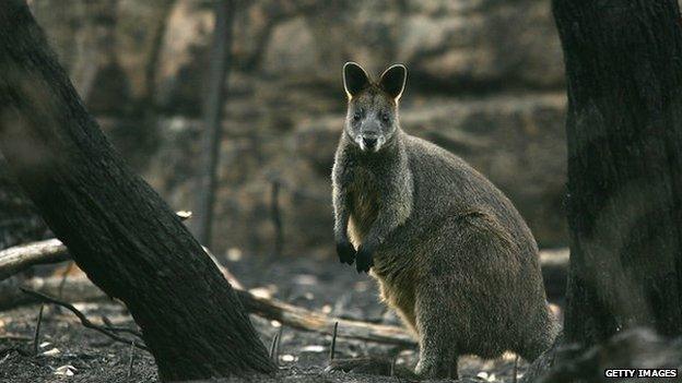 A wallaby