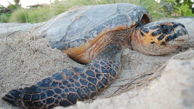 Turtle in its "nesting trance"