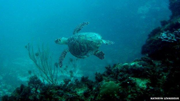 Hawksbill turtle swimming in the sea