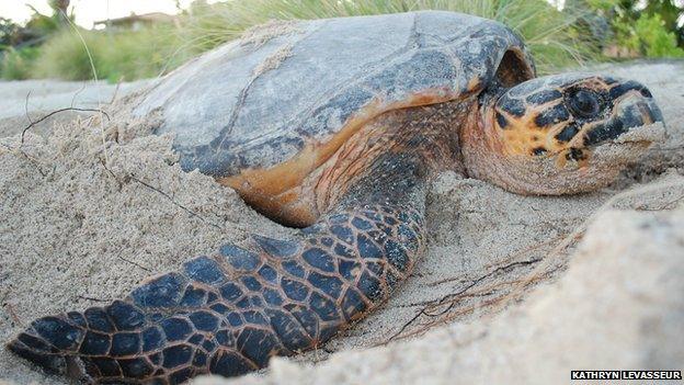 Turtle in its "nesting trance"