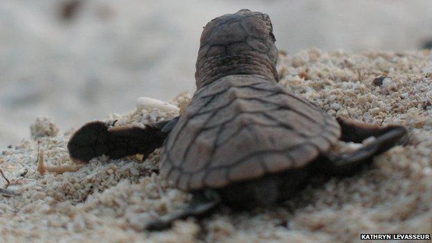 Back view of Hawksbill turtle