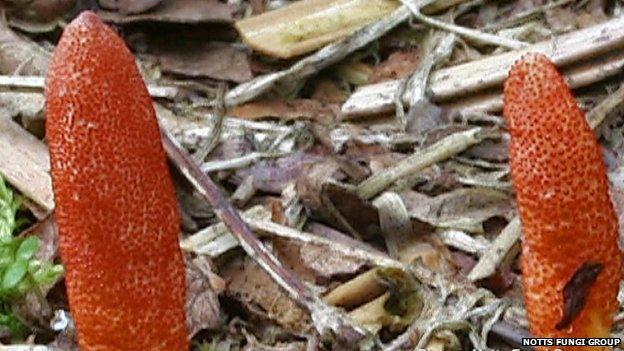 Caterpillar fungus