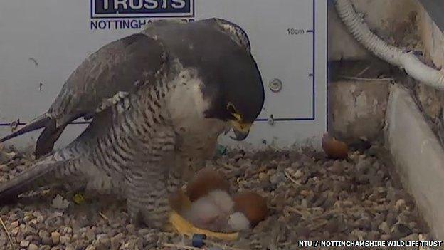 Peregrine mother with chicks and remaining eggs