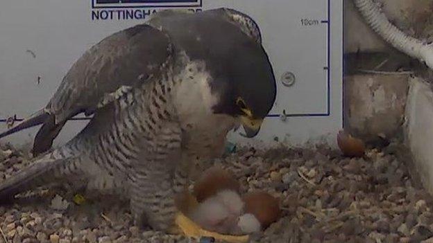 Peregrine mother with chicks and remaining eggs