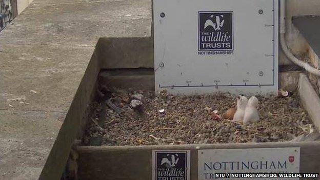 Two peregrine chicks