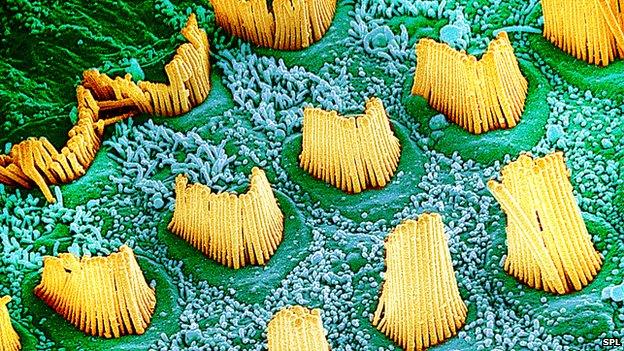 hair cells in the ear