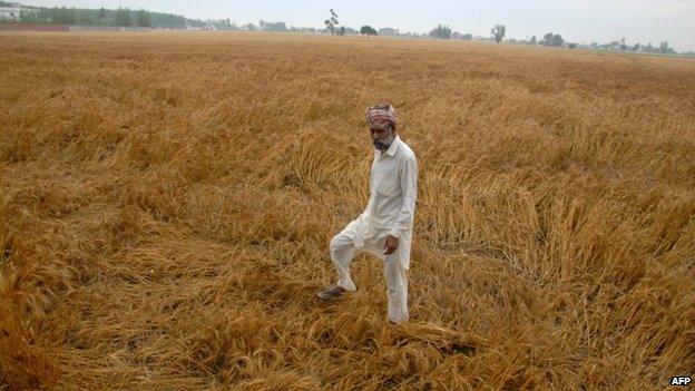 Indian farmer, Tarsem Singh shows his wheat field, damaged during recent unseasonal rain, on the outskirts of Jalandhar in northern Punjab state on April 16, 2015