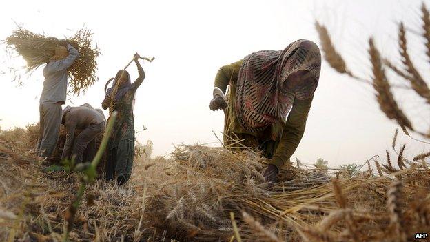 Indian labourers gathering wheat