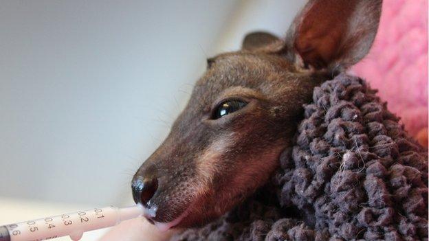 Baby Wallaby