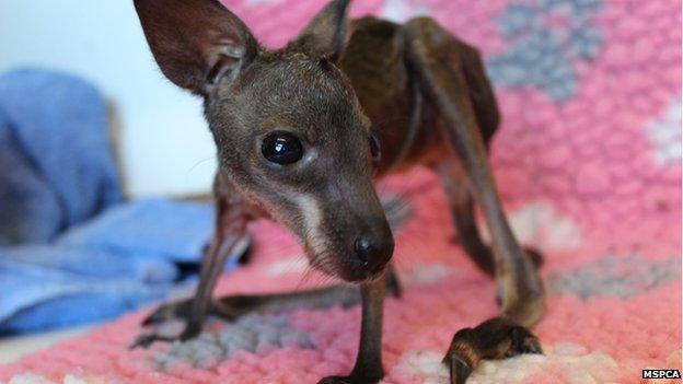 Baby Wallaby