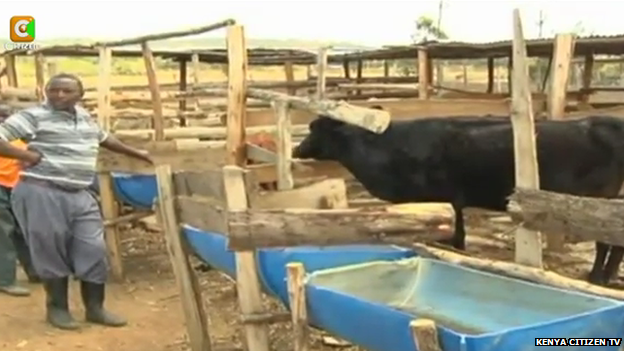 The black dairy cow in its enclosure