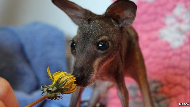 Baby Wallaby