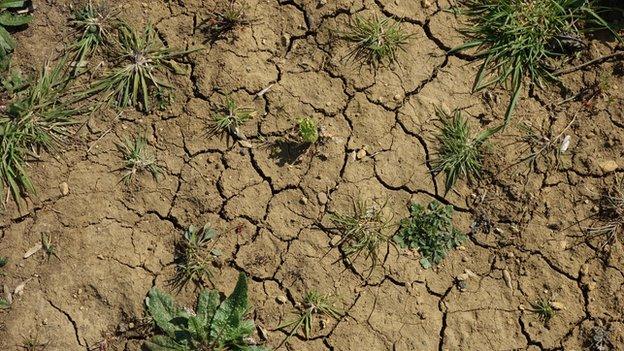 Cracked soil at Willersey farm