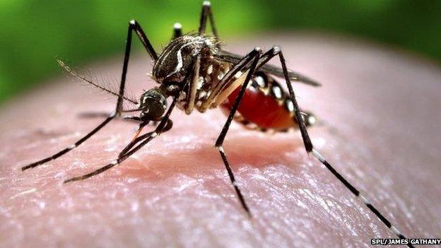 Mosquitoes can spread diseases such as dengue and malaria