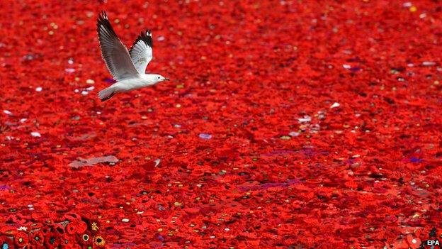 A seagull flies over a sea of poppies in Federation Square, Melbourne