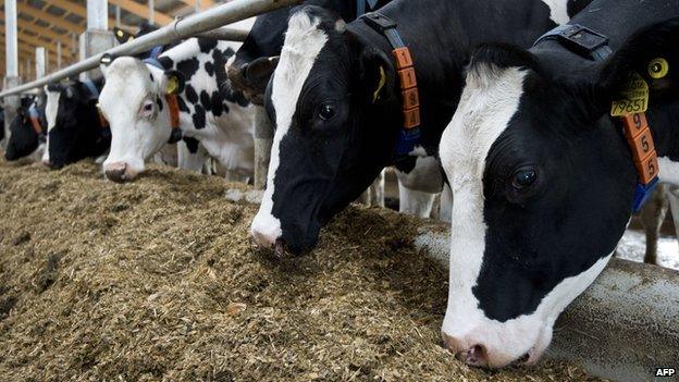 Cows feeding on a German farm - file pic