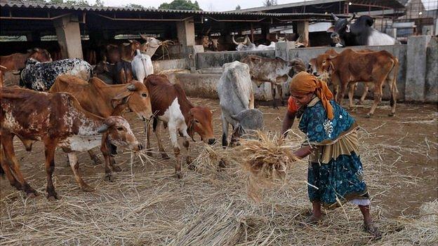 A woman spreads out fodder for rescued cattle, in the western Indian state of Maharashtra