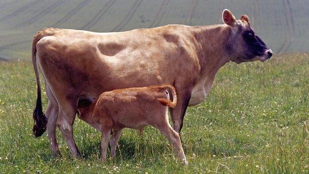 Jersey cow with calf