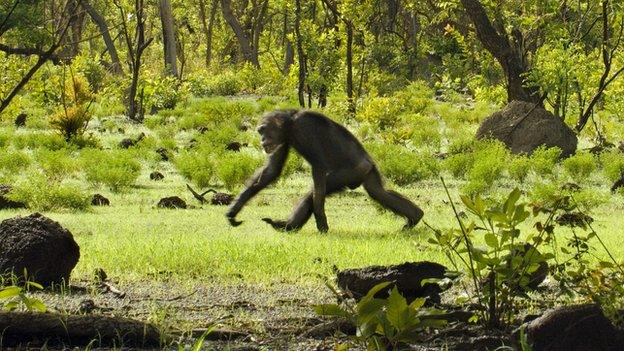 A chimpanzee walking on its knuckles