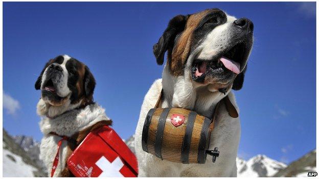 Saint Bernard dogs pose at the Great Saint Bernard mountain pass on June 4, 2009 after their arrival at the monastery for the summer season