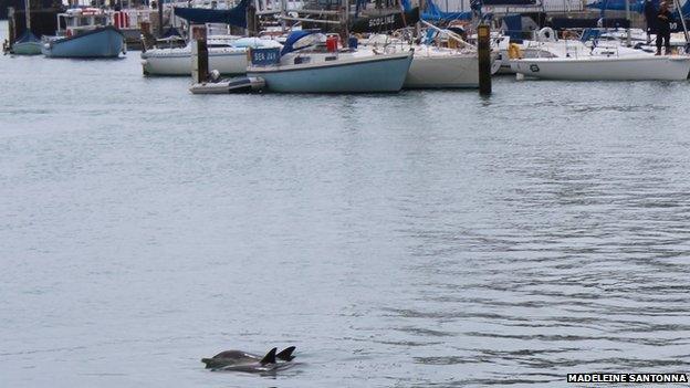 Weymouth dolphins